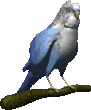 Birds graphics