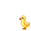 Birds graphics