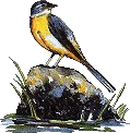 Birds graphics