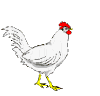 Birds graphics
