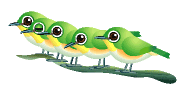 Birds graphics