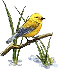 Birds graphics