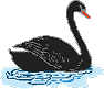 Birds graphics