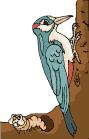 Birds graphics