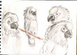 Birds graphics
