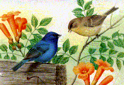 Birds graphics