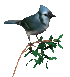 Birds graphics