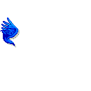 Birds graphics