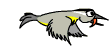 Birds graphics