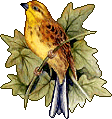 Birds graphics