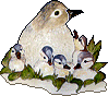 Birds graphics