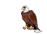 Birds graphics