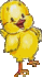 Birds graphics
