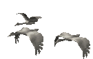 Birds graphics
