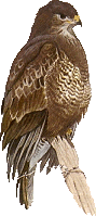 Birds graphics