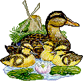 Birds graphics