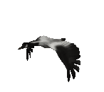 Birds graphics