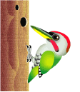 Birds graphics