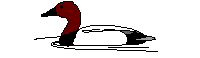 Birds graphics