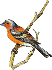 Birds graphics
