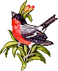 Birds graphics