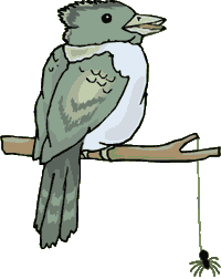 Birds graphics