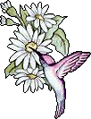 Birds graphics