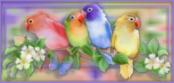 Birds graphics