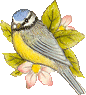 Birds graphics