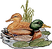 Birds graphics