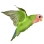 Birds graphics