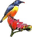 Birds graphics