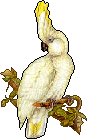 Birds graphics