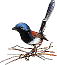 Birds graphics