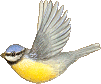 Birds graphics