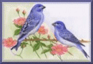 Birds graphics