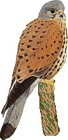 Birds graphics