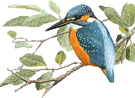 Birds graphics