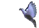 Birds graphics
