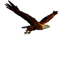Birds graphics