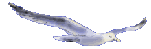 Birds graphics