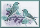 Birds graphics