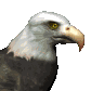 Birds graphics