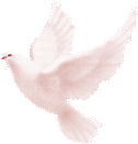 Birds graphics