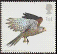 Birds graphics