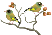 Birds graphics