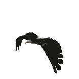 Birds graphics
