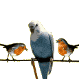 Birds graphics
