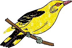 Birds graphics