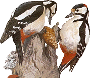 Birds graphics